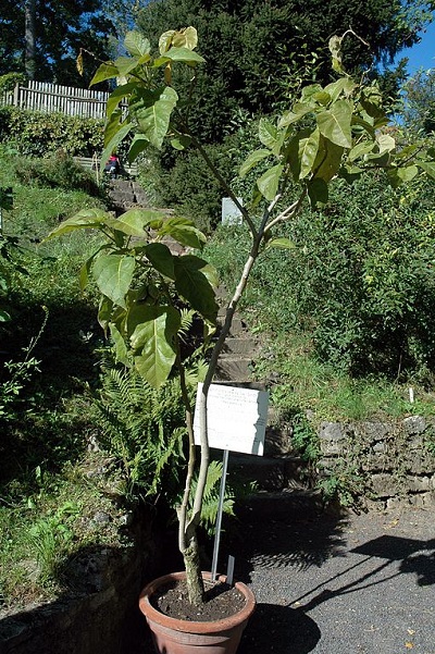 Baumtomate (Solanum betaceum)