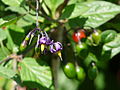 Bittersüßer Nachtschatten (Solanum dulcamara)