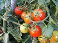 Tomate (Solanum lycopersicum)