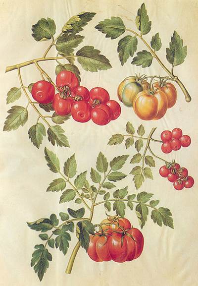 Tomate (Solanum )
