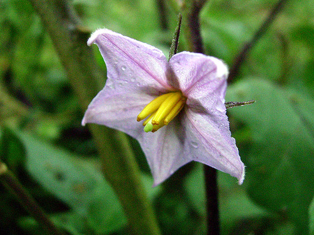 Blüte der Aubergine (Solanum melongena), Blüte