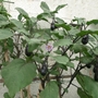 Aubergine (Blätter, Blüten und Früchte)