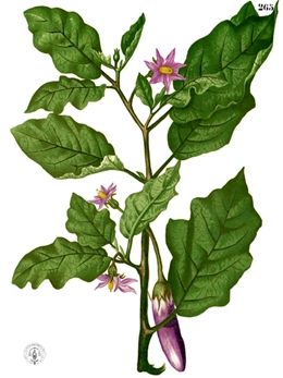 Solanum melongena, Urheber: Francisco Manuel Blanco (O.S.A.), Wikimedia Aubergine (Solanum melongena)