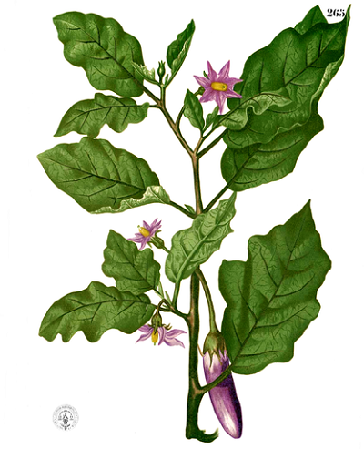 Aubergine (Solanum melongena)