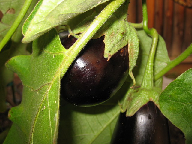 Aubergine (Blätter und Früchte)