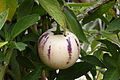 Pepino (Solanum muricatum)