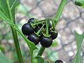 Schwarzer Nachtschatten (Solanum nigrum)