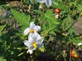 Litschi-Tomate (Solanum sisymbriifolium)