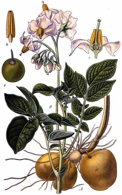 Kartoffel (Solanum tuberosum)