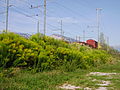 Kanadische Goldrute (Solidago canadensis)