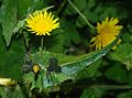 Gemüse-Gänsedistel (Sonchus oleraceus)