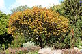 Zwerg-Mehlbeere (Sorbus chamaemespilus)