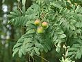 Speierling (Sorbus domestica)