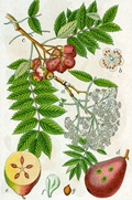 Sorbus domestica