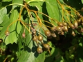 Elsbeere (Sorbus torminalis)