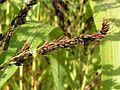 Mohrenhirse (Sorghum bicolor)