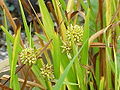 Ästiger Igelkolben (Sparganium erectum)