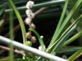 Sparganium subglobosum