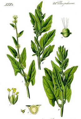 Spinacia oleracea, Urheber: Prof. Dr. Otto Wilhelm Thomé, Quelle: Wikimedia Echter Spinat (Spinacia oleracea)
