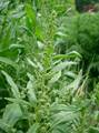 Männliche Spinatpflanze (Spinacia oleracea)