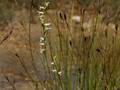 Sommer-Wendelähre (Spiranthes aestivalis)