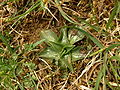 Herbst-Wendelähre (Spiranthes spiralis)