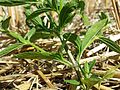 Einjähriger Ziest (Stachys annua)