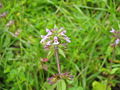 Acker-Ziest (Stachys arvensis)