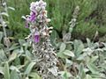 Woll-Ziest (Stachys byzantina)