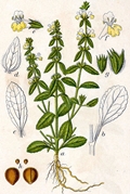 Stachys annua