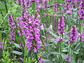 Heil-Ziest (Stachys officinalis)