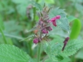 Wald-Ziest (Stachys sylvatica)