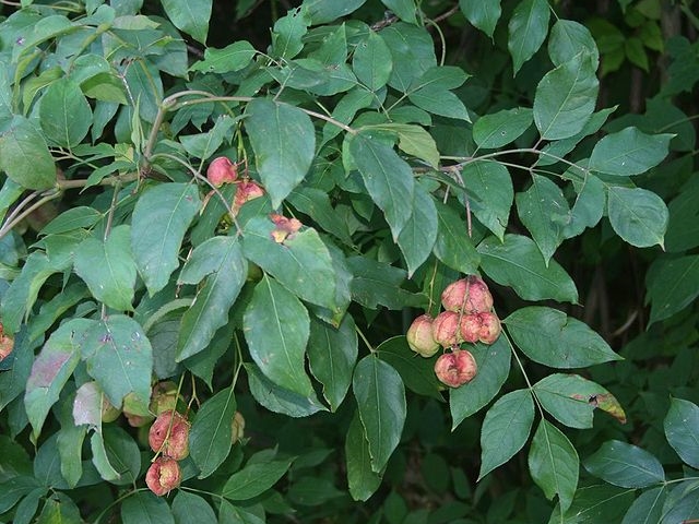 Blätter und Früchte der Pimpernuss (Staphylea pinnata)