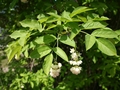 Blüten der Gemeinen Pimpernuss (Staphylea pinnata)