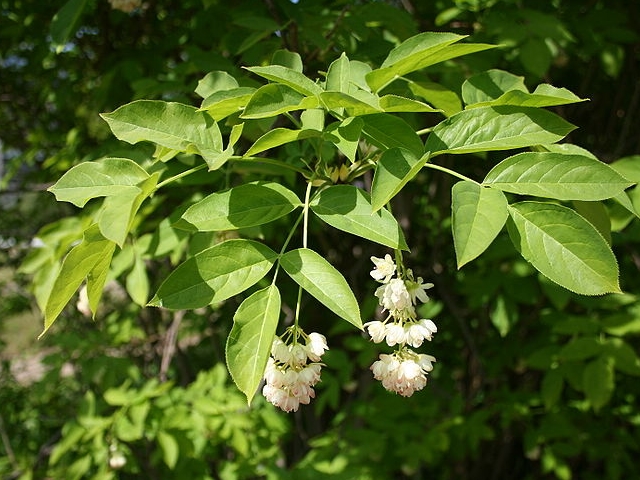Blüten der Gemeinen Pimpernuss (Staphylea pinnata)