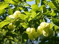 Früchte der Gemeinen Pimpernuss (Staphylea pinnata)