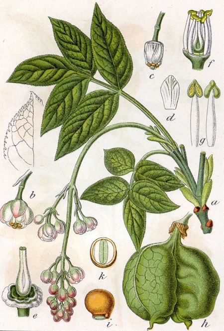 Gemeine Pimpernuss (Staphylea pinnata)