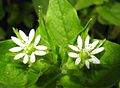 Gemeiner Wasserdarm (Stellaria aquatica)