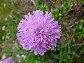 Gewöhnlicher Teufelsabbiss (Succisa pratensis)