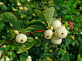 Gewöhnliche Schneebeere (Symphoricarpos albus)