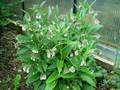 Beinwell (Symphytum officinale)