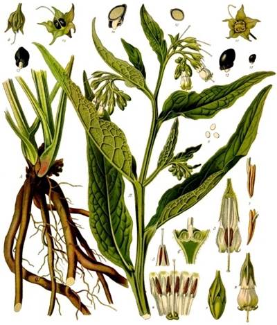 Echter Beinwell (Symphytum officinale)