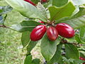 Wunderbeere (Synsepalum dulcificum)