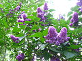 Gemeiner Flieder (Syringa vulgaris)