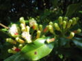 Gewürznelken-Baum (Syzygium)