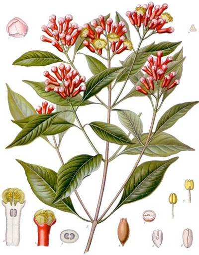 Gewürznelken-Baum (Syzygium aromaticum)