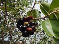 Blutorange (Syzygium)