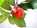 Rosenapfel (Syzygium)