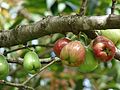 Wasserapfel (Syzygium)