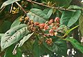 Indonesisches Lorbeerblatt (Syzygium)